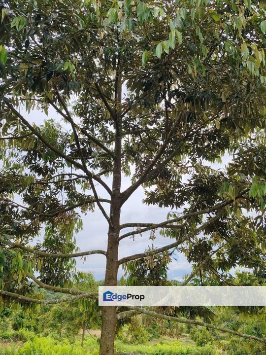 To Sale Yong Peng, agricultural land, Johor, Yong Peng