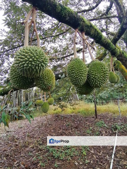 To Sale Sedenak , Agriculture land, Johor, Kulai