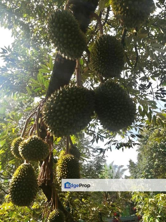 To Sale Sedenak , Agriculture land, Johor, Kulai