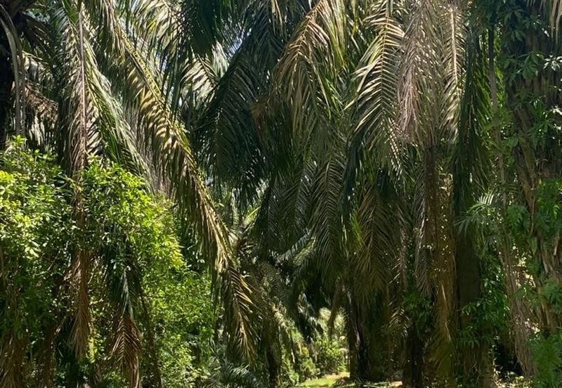 For Sale Mukim bukit batu agricultural land