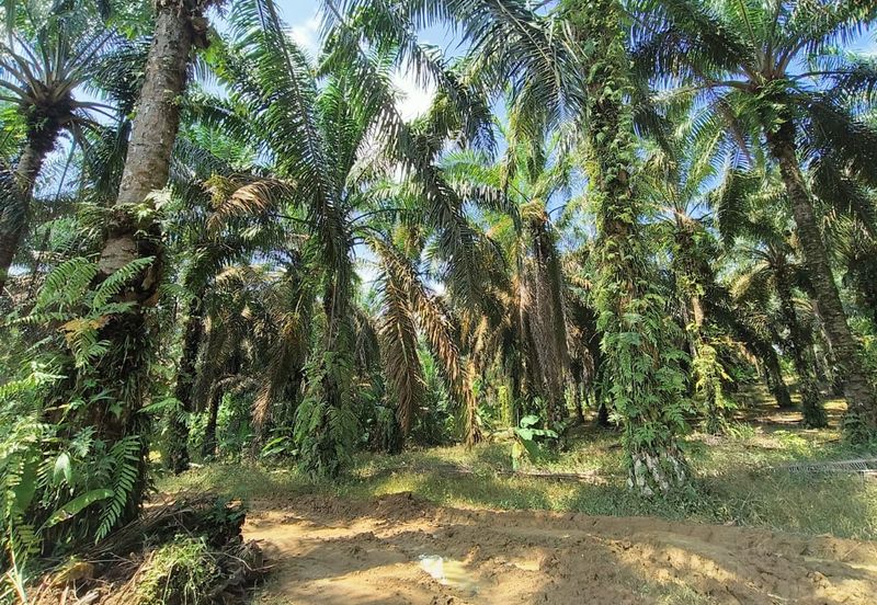 For Sale Mukim bukit batu agricultural land