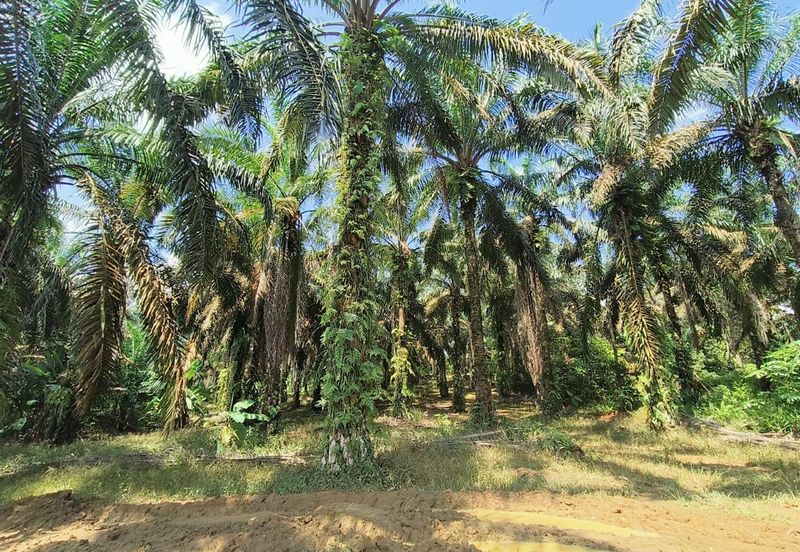 For Sale Mukim bukit batu agricultural land