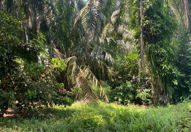 For Sale Mukim bukit batu agricultural land