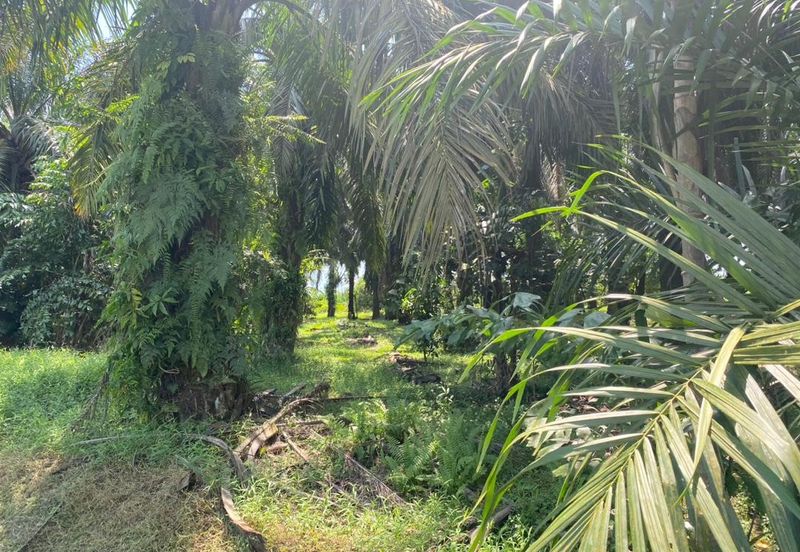 For Sale Mukim bukit batu agricultural land