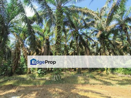 For sale agriculture land bukit batu, Johor, Kulai