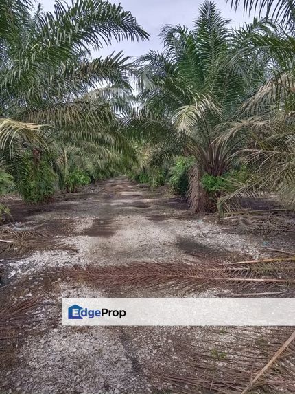 To Sale Agriculture land, Johor, Pontian