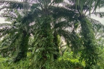 UNTUK DI JUAL {FREEHOLD} TANAH PERTANIAN KAMPUNG SUNGAI BUAYA BANTING