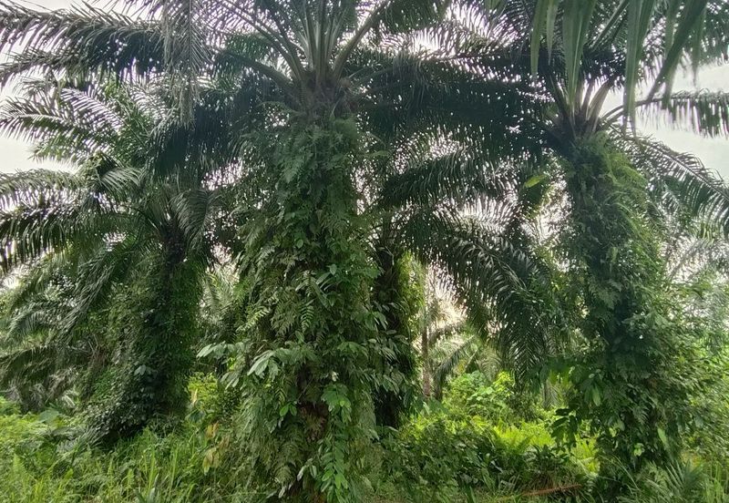 UNTUK DI JUAL {FREEHOLD} TANAH PERTANIAN KAMPUNG SUNGAI BUAYA BANTING