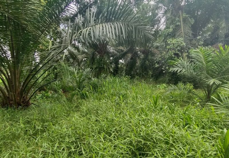 UNTUK DI JUAL {FREEHOLD} TANAH PERTANIAN KAMPUNG SUNGAI BUAYA BANTING