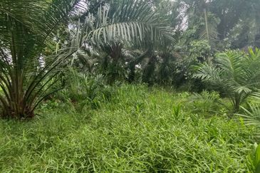 UNTUK DI JUAL {FREEHOLD} TANAH PERTANIAN KAMPUNG SUNGAI BUAYA BANTING