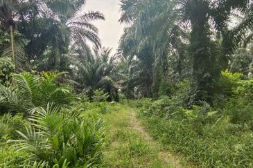 UNTUK DI JUAL {FREEHOLD} TANAH PERTANIAN KAMPUNG SUNGAI BUAYA BANTING