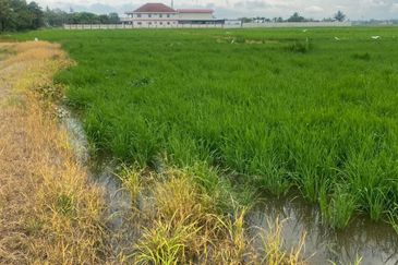 FOR SALE Agricultural Land Jalan Penaga Penang