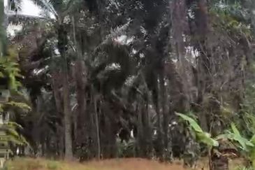 Agriculture Land For Sale @ Kg Pisang Mukim Sedenak Johor @ between Bukit Batu & Layang Layang