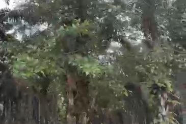 Agriculture Land For Sale @ Kg Pisang Mukim Sedenak Johor @ between Bukit Batu & Layang Layang