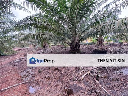 For Sale Agricultural Land @ Benut Pontian @ 3 years Palm Tree Soil Peat, Johor, Pontian