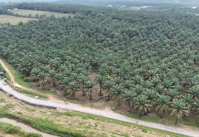 For Sale Kulai Sengkang Agricultural Land @ Besides Star Fish Leisure Farm @ Electric & Water & Car reachable