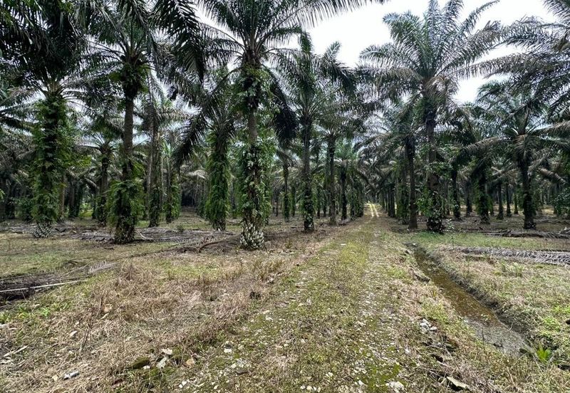 For Sale Kulai Sengkang Agricultural Land @ Besides Star Fish Leisure Farm @ Electric & Water & Car reachable