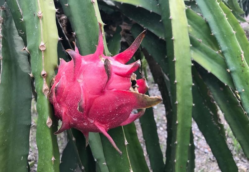 Hulu Selangor Land for Sale