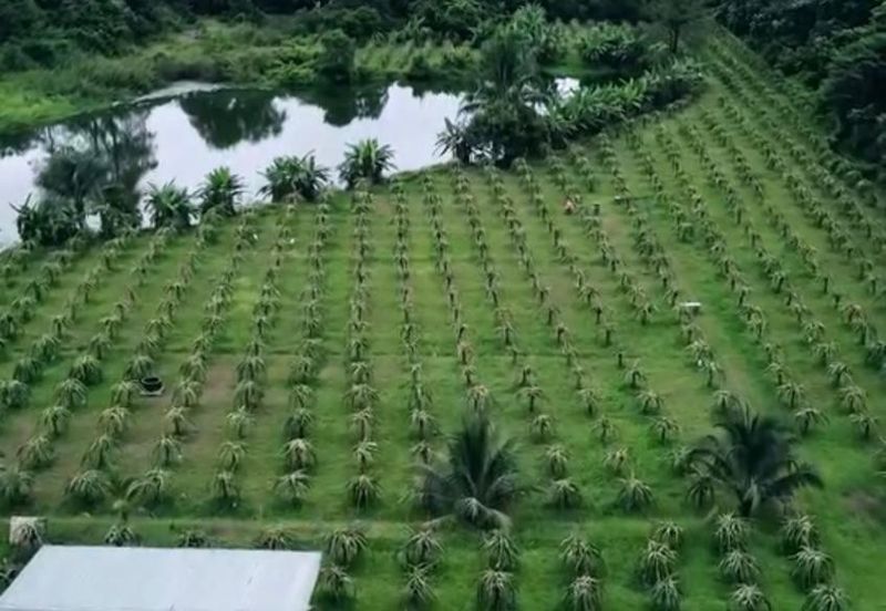 Hulu Selangor Land for Sale