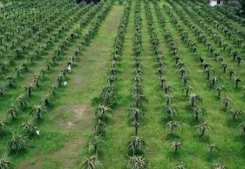 Hulu Selangor Land for Sale