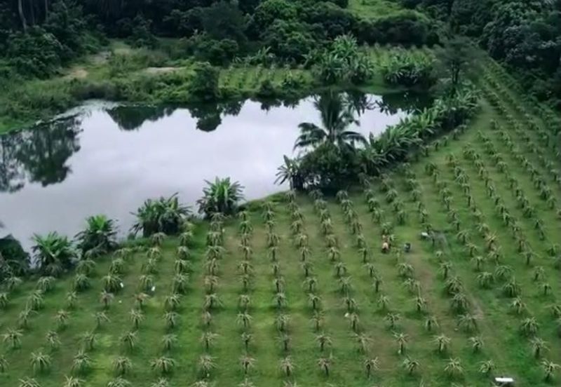 Hulu Selangor Land for Sale