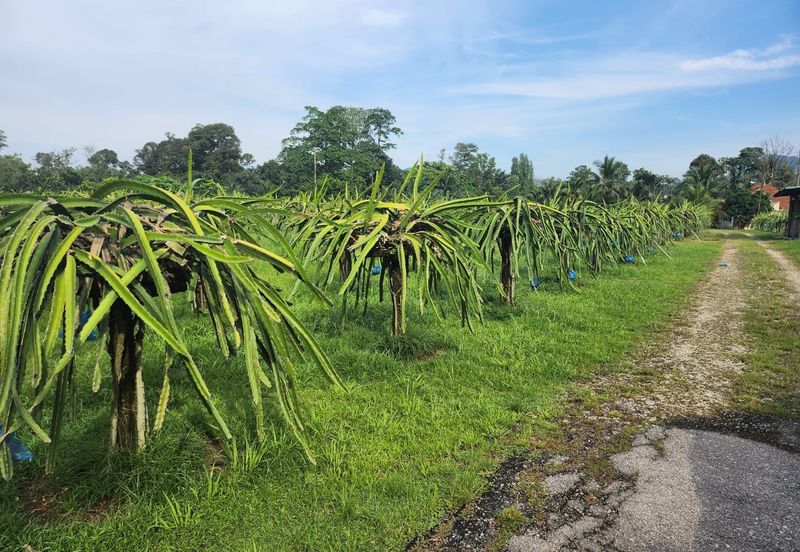 Hulu Selangor Land for Sale