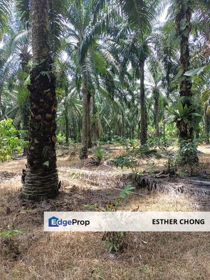 Sungai Tempayan Pekan Nanas Oil Palm Tree agricultural land, Johor, Pontian