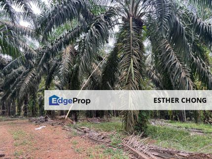 Kota Tinggi Desa Makmur , Johor, Ulu Tiram