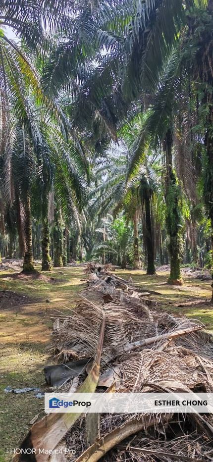 Desaru Tanjung Surat, Johor, Johor Bahru