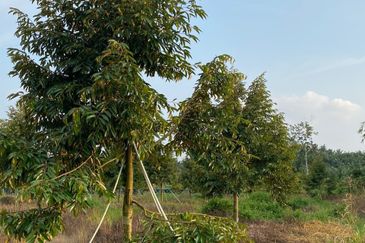 Ayer Hitam 6.8acres durian farm