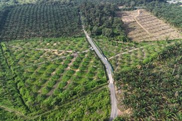 Ayer Hitam 6.8acres durian farm