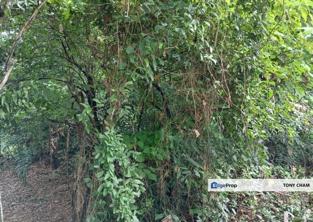 Agriculture Land @ Rompin Pahang For Sale, Pahang, Rompin District