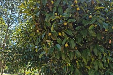 15 Ekar Tanah Dusun, Kalumpang, Hulu Selangor