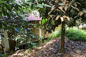 15 Ekar Tanah Dusun, Kalumpang, Hulu Selangor