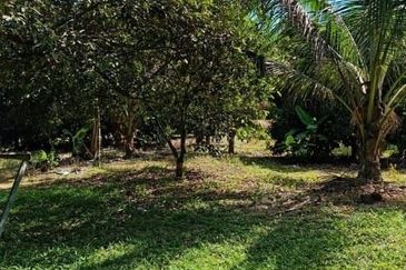 15 Ekar Tanah Dusun, Kalumpang, Hulu Selangor