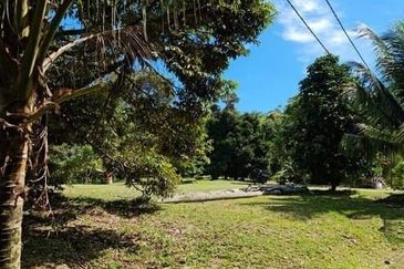 15 Ekar Tanah Dusun, Kalumpang, Hulu Selangor