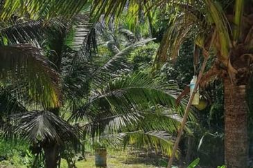 15 Ekar Tanah Dusun, Kalumpang, Hulu Selangor