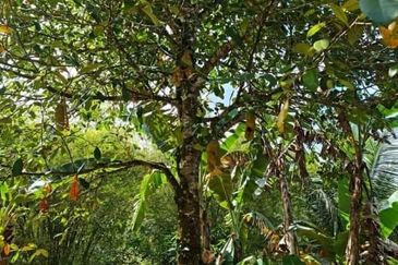 15 Ekar Tanah Dusun, Kalumpang, Hulu Selangor