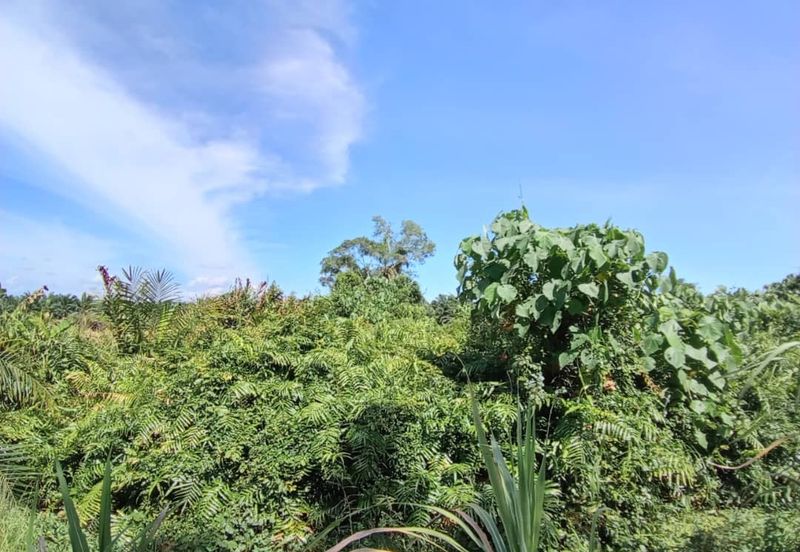 4 Acres Land For Rent 