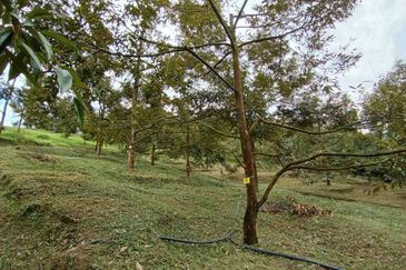 Batang Kali Malay Reservation