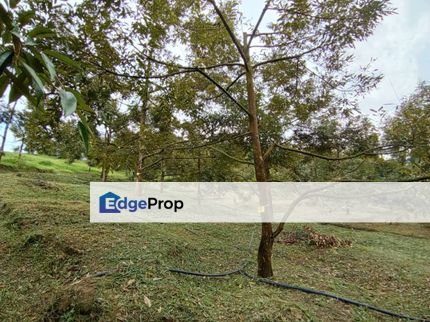 Dusun Durian Ada Sungai Cantik , Selangor, Hulu Selangor