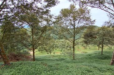 Batang Kali Malay Reservation