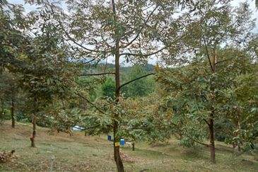 Batang Kali Malay Reservation