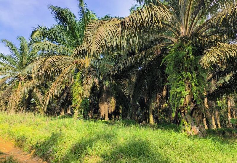 Taman Impiana Kelapa Sawit