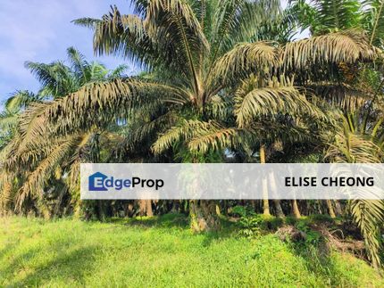新港 地皮出售
马路旁地皮出售
油棕地有收成
Sengkang
Land size: 8 Eka 
Agriculture Land (kelapa sawit)
Freehold, Johor, Kulai