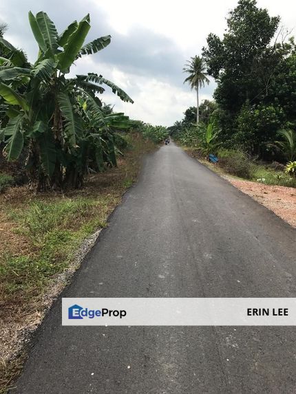 Benut Simpang Lingam Big Land best for Pineapple & Vegetables , Johor, Pontian