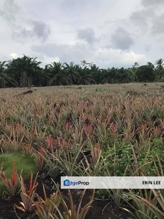 Benut Simpang Lingam Big Land best for Pineapple & Vegetables , Johor, Pontian