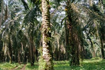 Huge Agriculture Land with Good Location Near Main Road Future Development