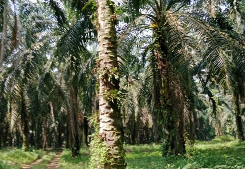 Huge Agriculture Land with Good Location Near Main Road Future Development