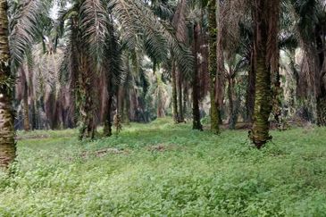 Huge Agriculture Land with Good Location Near Main Road Future Development